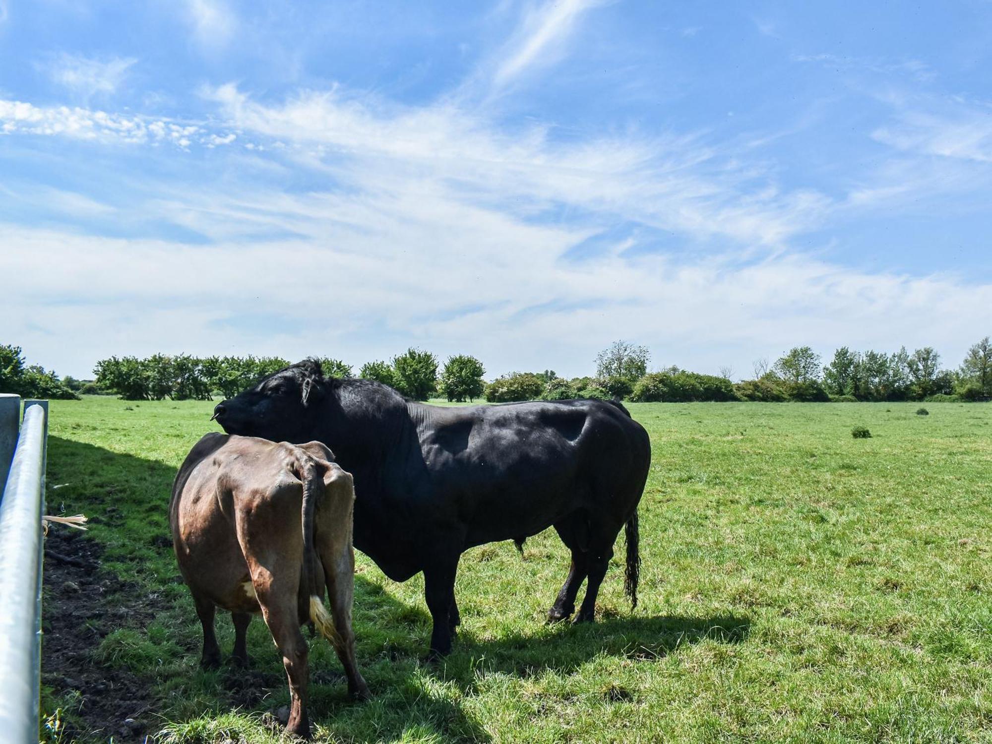 Green Acre Farm Ely Ngoại thất bức ảnh